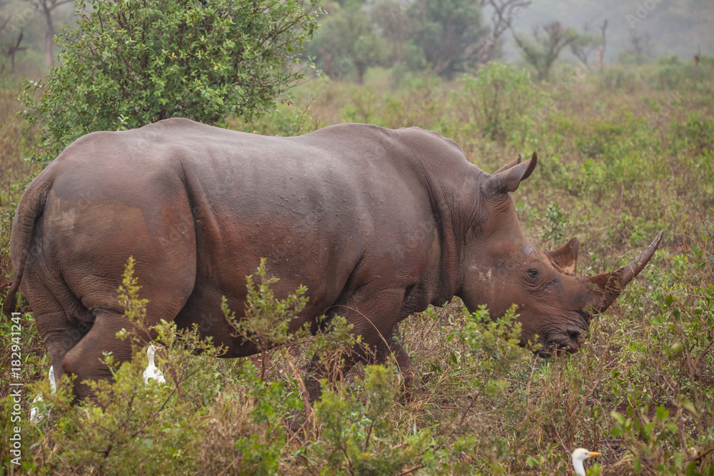 Obraz premium Breitmaulnashorn