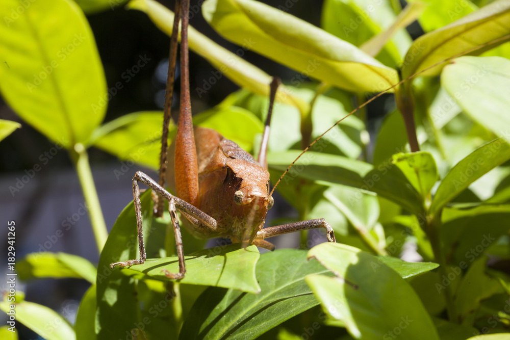 Obraz premium Brown grasshopper