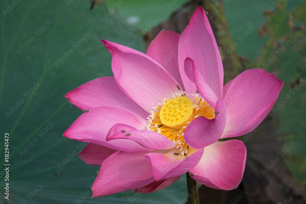 A lotus flower. The background is the lotus leaf and pink lotus flower and lotus bud. Viet Nam A lotus flower. The background is the lotus leaf and pink lotus flower and lotus bud. Viet Nam