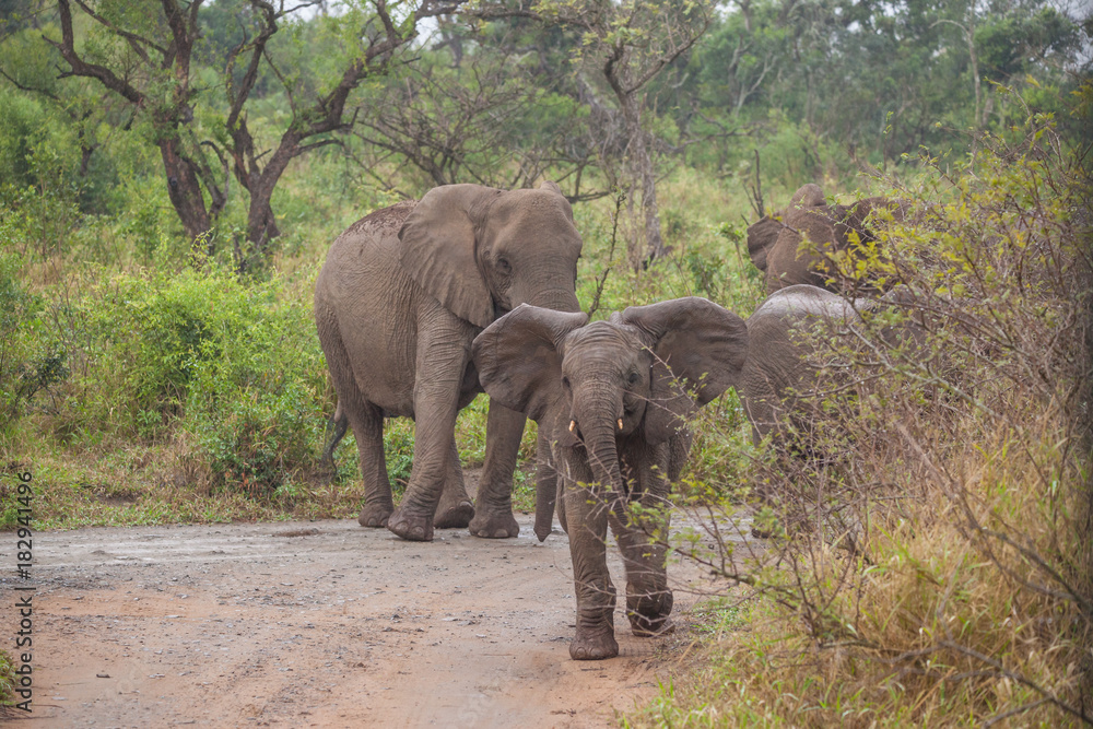 Fototapeta premium Elefant