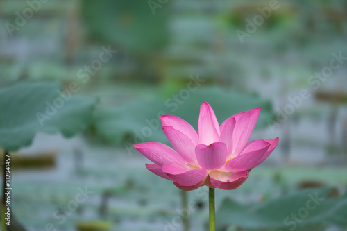 A lotus flower. The background is the lotus leaf and pink lotus flower and lotus bud. Viet Nam