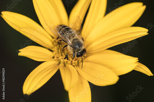 the bee is sitting on a yellow flower, top view 