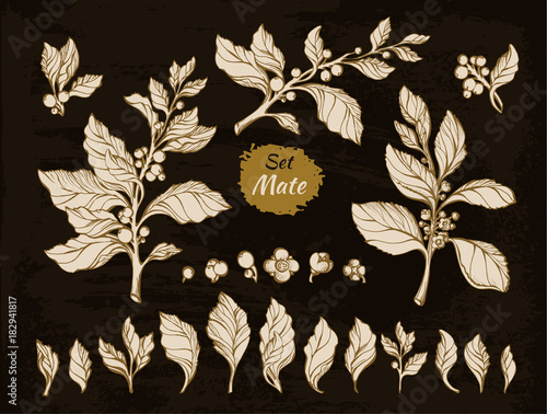 Set of mate tree branches with realistic leaves. Vector