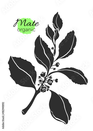 Vector silhouette of mate branch. Shape organic illustration