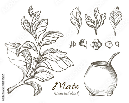 Vector collection of hand drawn mate branches. Nature illustration.