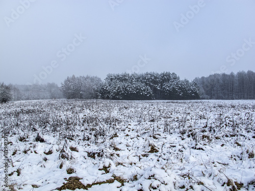 field covered with snow, cold winter