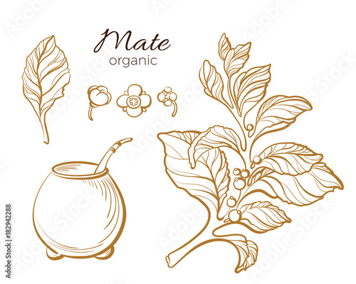 Vector collection of mate branches. Vector nature illustration.
