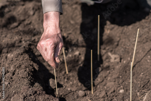 An elderly man planting seeds in the garden