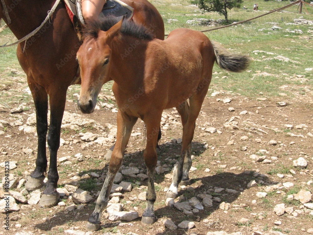 Fototapeta premium horse with a foal on a summer day