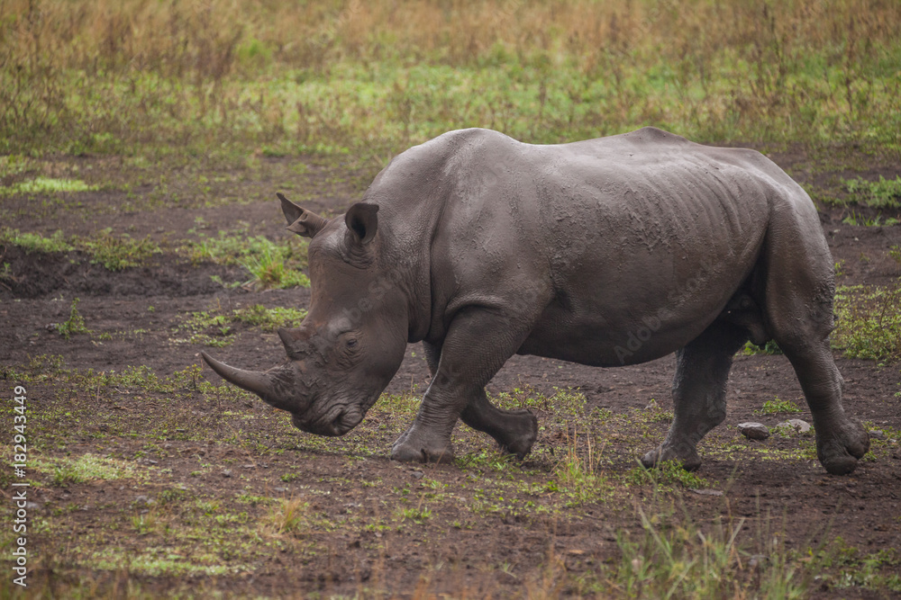 Breitmaulnashorn Breitmaulnashorn