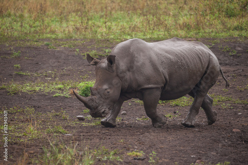 Breitmaulnashorn