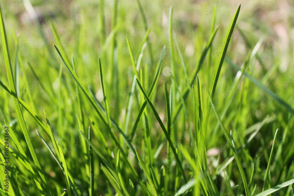 Fresh grass morning, background of herb Fresh grass morning, background of herb