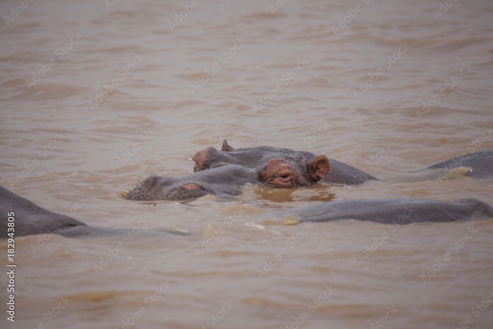 Fototapeta premium Nilpferd