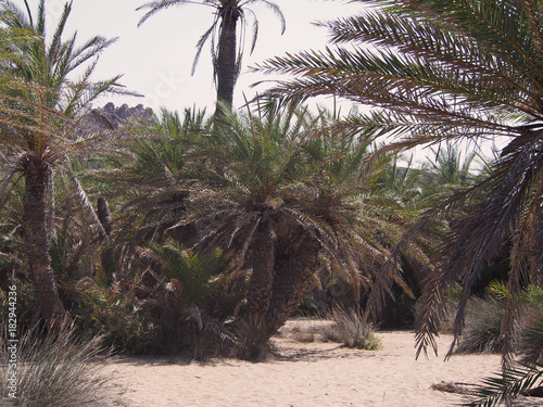 Gaj palm daktylowych na greckiej wyspie Krecie.