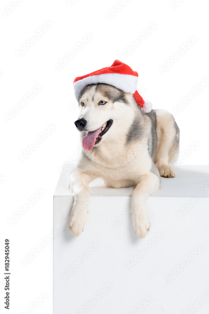 studio shot of siberian husky dog in santa hat, isolated on white