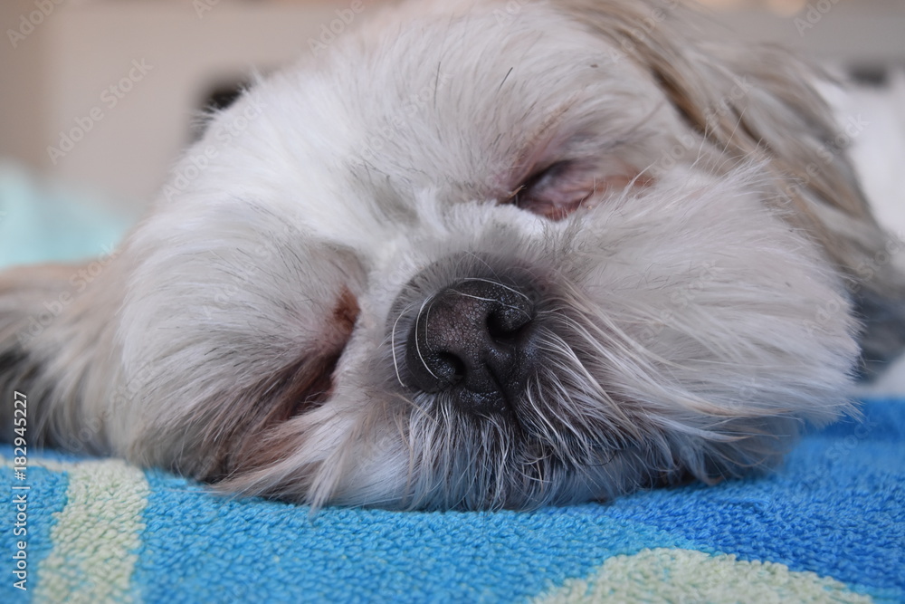 How Long Does A Shih Tzu Sleep