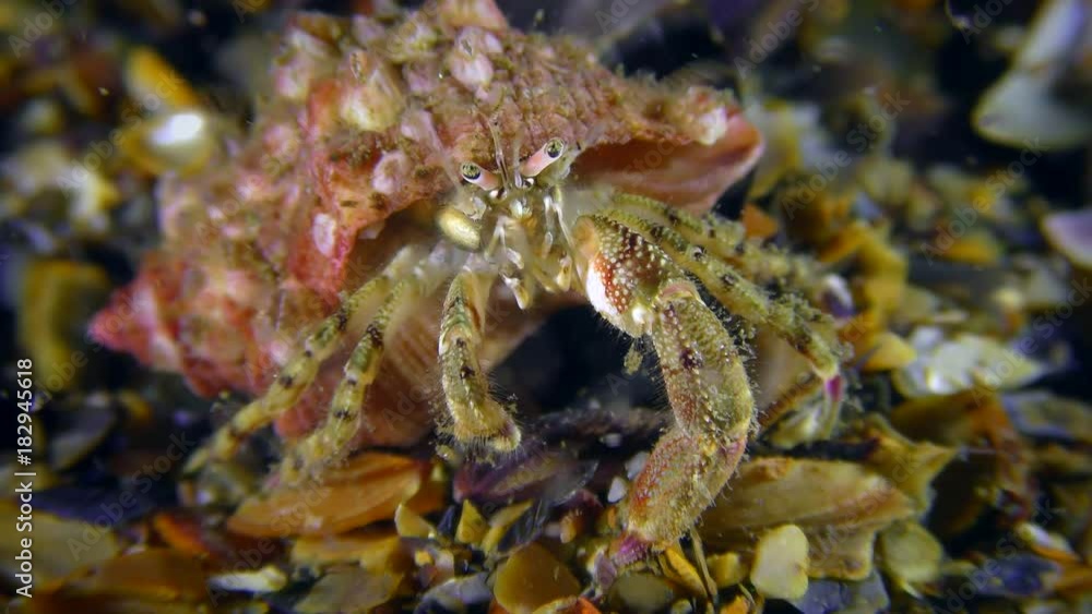 Small hermit crab (Diogenes pugilator) on the seabed, close-up.
Small hermit crab (Diogenes pugilator) on the seabed, close-up.