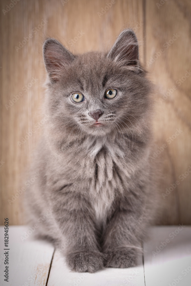Funny american bobtail cats Funny american bobtail cats