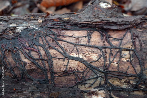 armillaria mushroom root rot photo