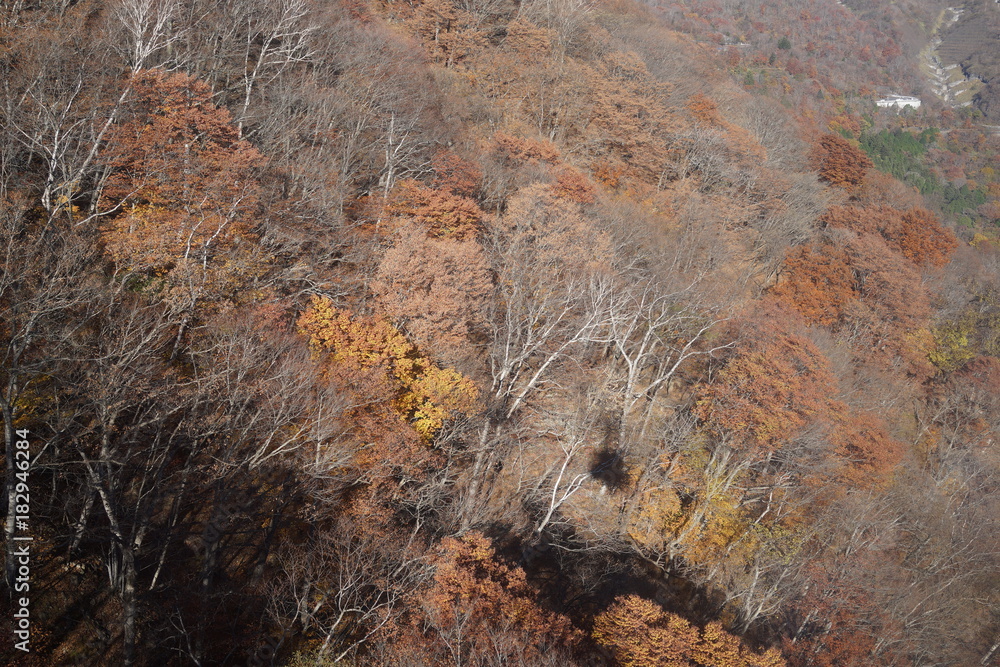 秋の山肌　紅葉する山　ロープウェーから見下ろす　影