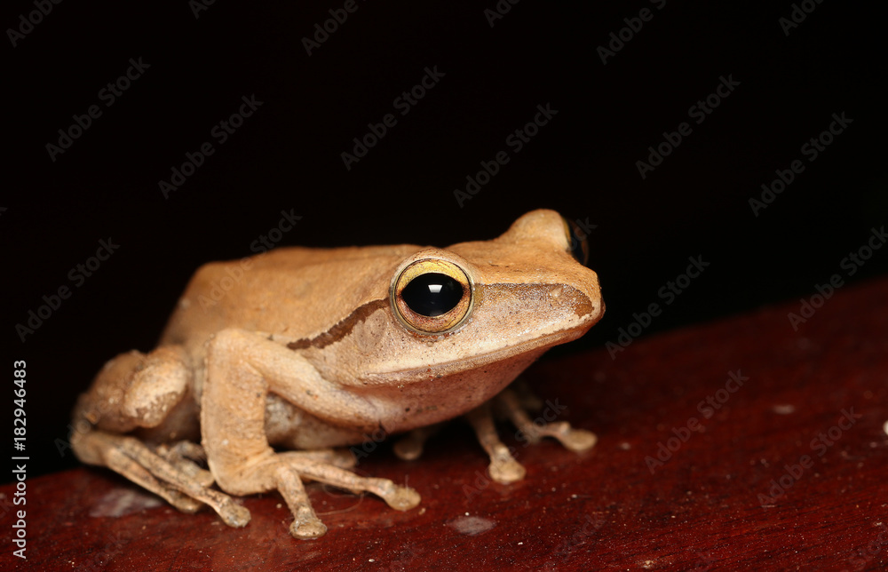 Obraz premium Frog posture on the white wall