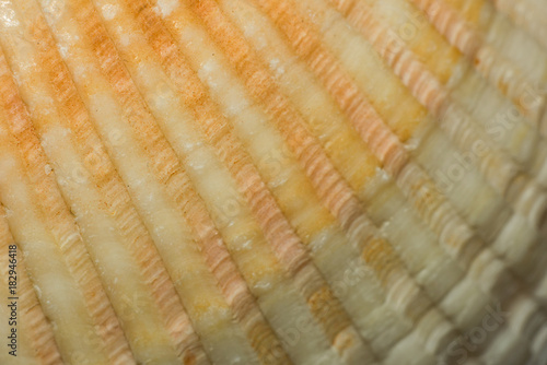 The texture of the scallop macro from the order Pectinoida photo