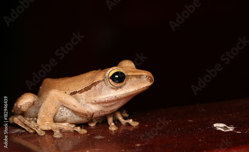 Frog posture on the white wall photo