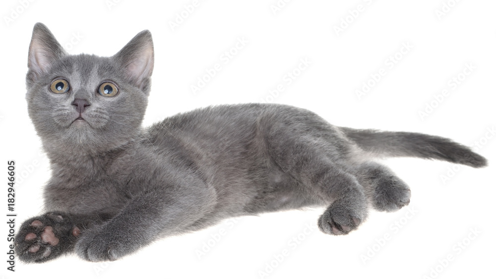 Small gray shorthair kitten