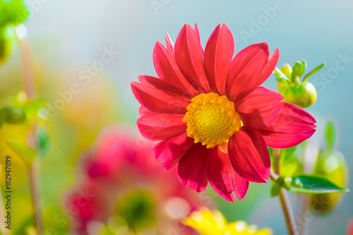 Beautiful dahlia in the garden on a blurred background