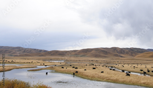 Beautiful scenery of Hongyuan Grassland, China photo