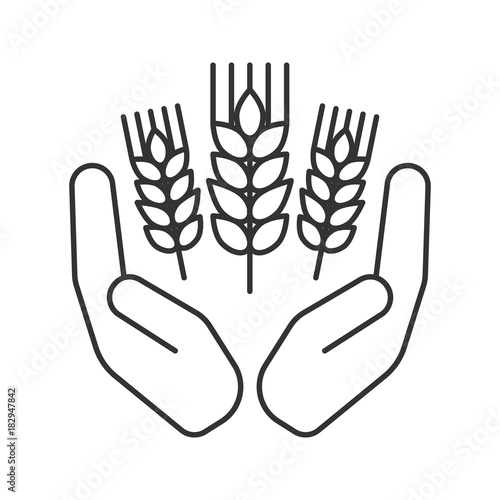 Open palms with wheat ears linear icon