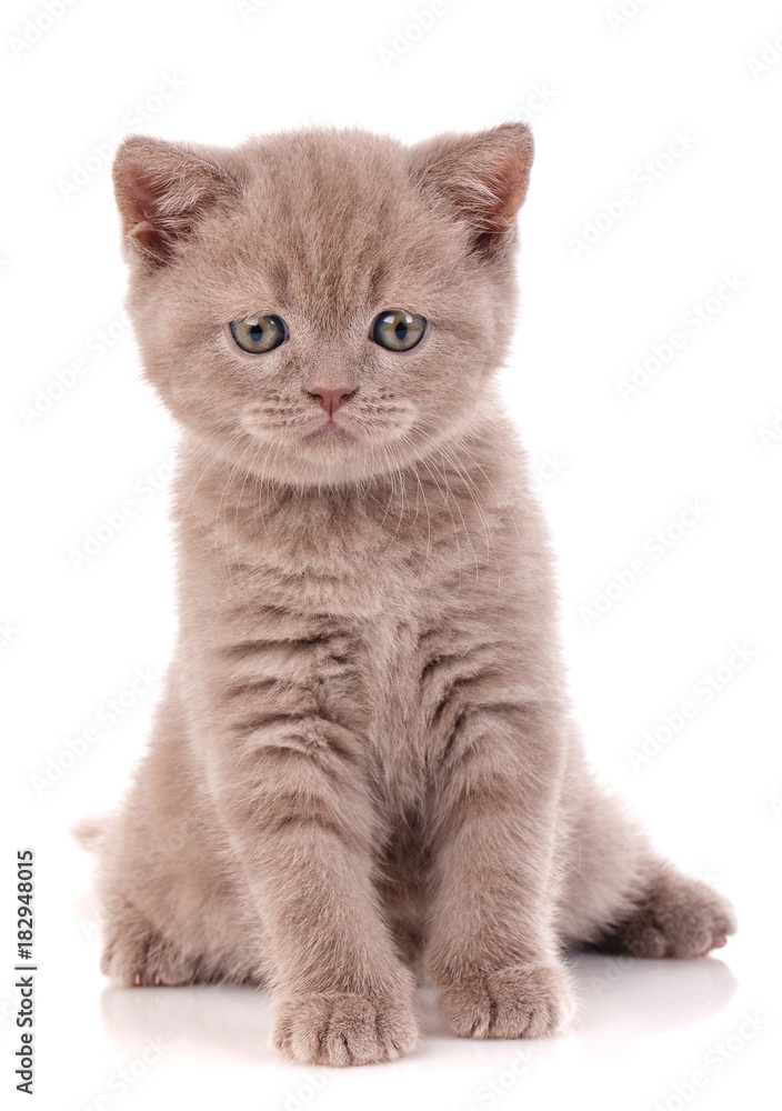 Fototapeta premium Interesting Scottish kitten