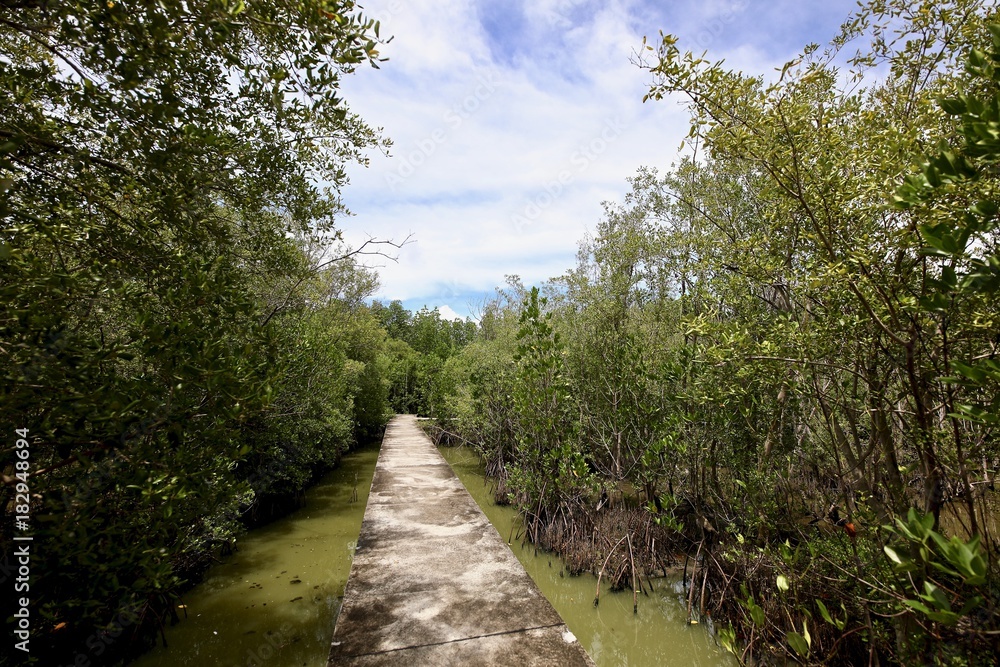 The bridge between the water in the mangrove forest. The bridge between the water in the mangrove forest.