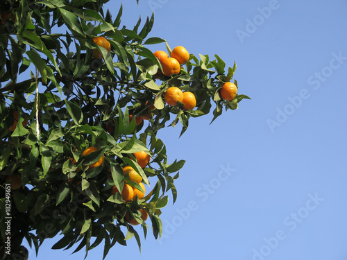 ripe oranges on tree photo