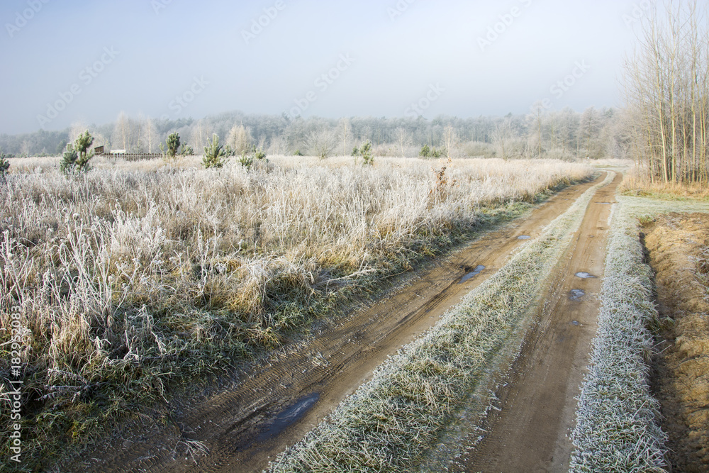 Frosted road to the forest