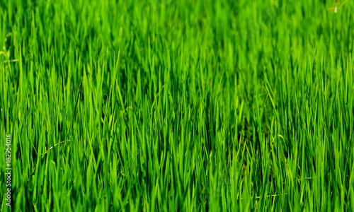 plantation de riz , rizière en Asie