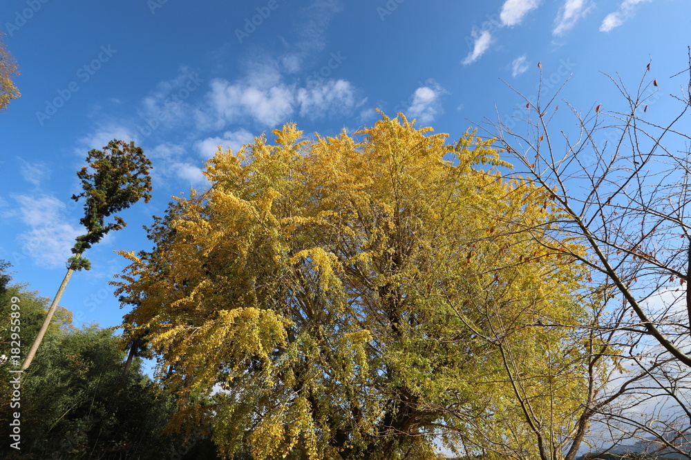Obraz premium イチョウと銀杏
