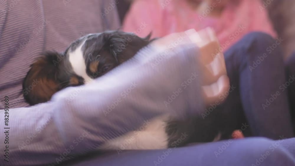 Close up shot of two girls petting an odorable puppy while he's eating his treat Close up shot of two girls petting an odorable puppy while he's eating his treat