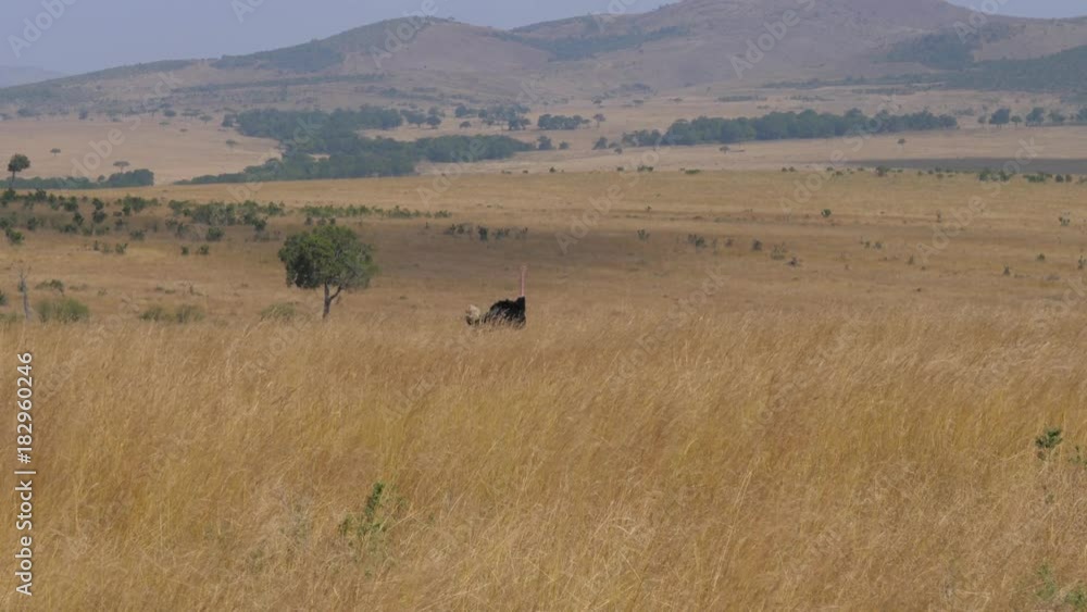 Ostrich Grazing In Tall, Dry Grass African Savannah Masai Mara, 4K Ostrich Grazing In Tall, Dry Grass African Savannah Masai Mara, 4K