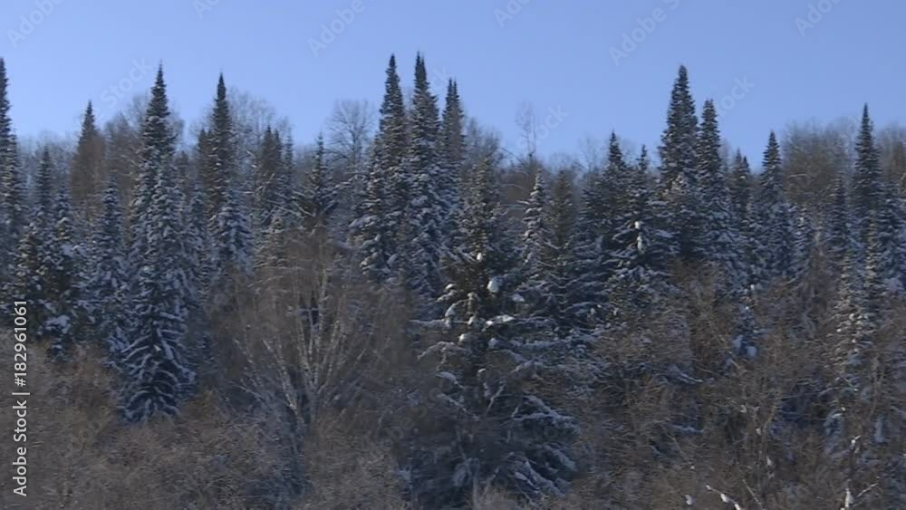 Winter forest with snowy tree. Winter forest with snowy tree.