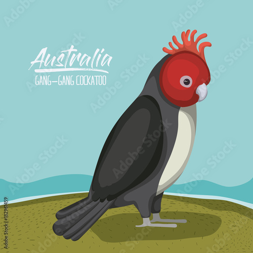 australia gang-gang cockatoo poster in outdoor scene on colorful silhouette vector illustration