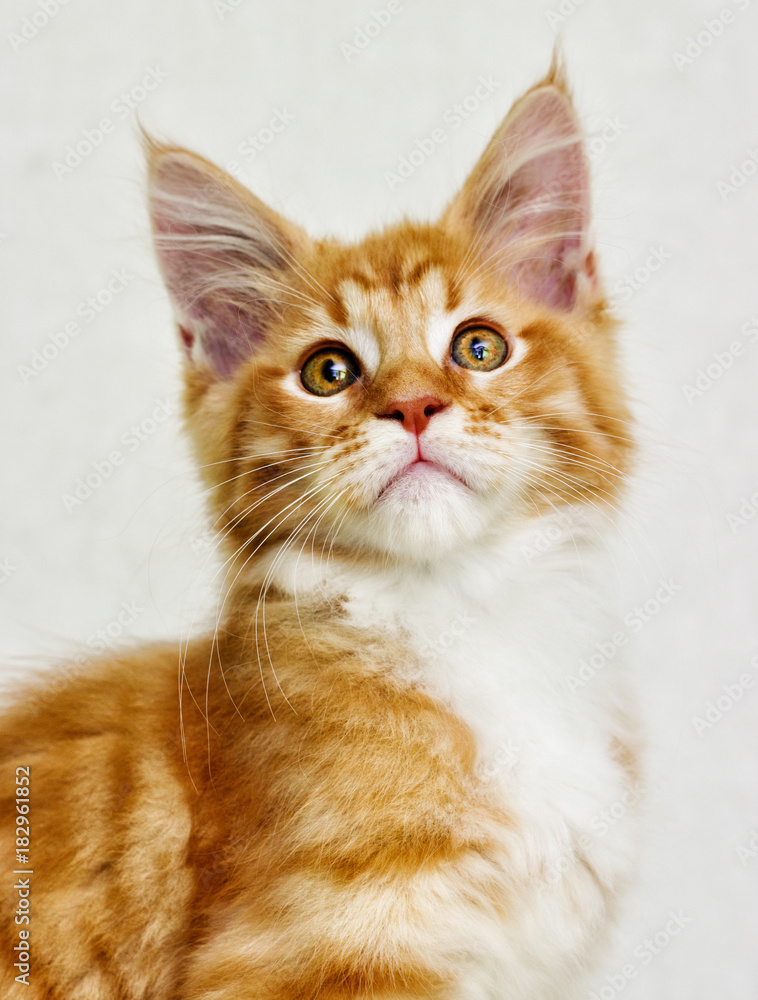 portrait of the maine coon striped kitten portrait of the maine coon striped kitten