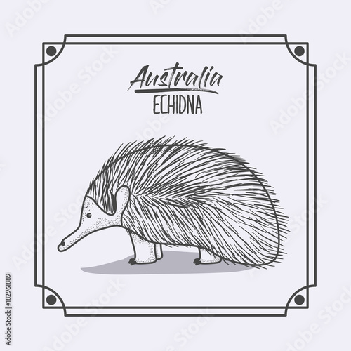 australia echidna in frame and monochrome silhouette vector illustration