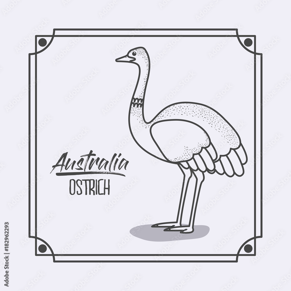 Fototapeta premium australia ostrich in frame and monochrome silhouette vector illustration