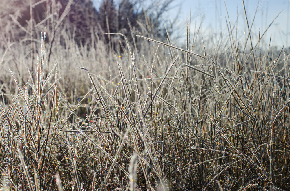 Fototapeta premium hoarfrost on the grass