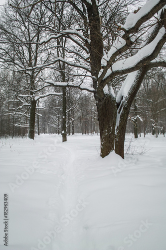 Snowy oak alley © Alexey Pelikh