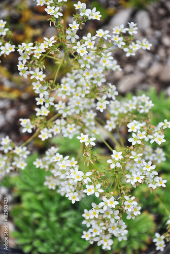 Krusten-Steinbrech (Saxifraga crustata) photo