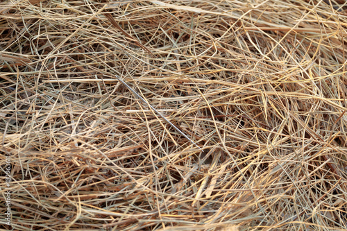 needle in a haystack/ needle in a haystack