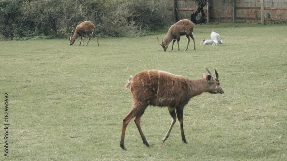 Deer In An Enclosure In The Zoo Deer In An Enclosure In The Zoo