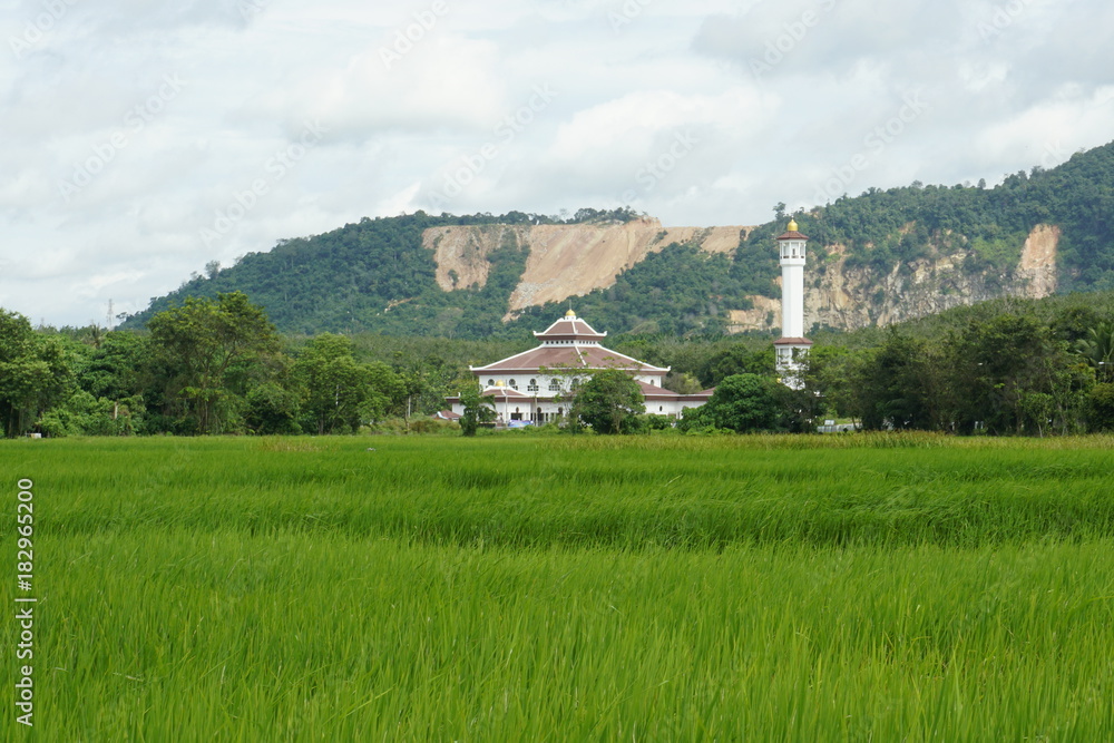 the paddy field